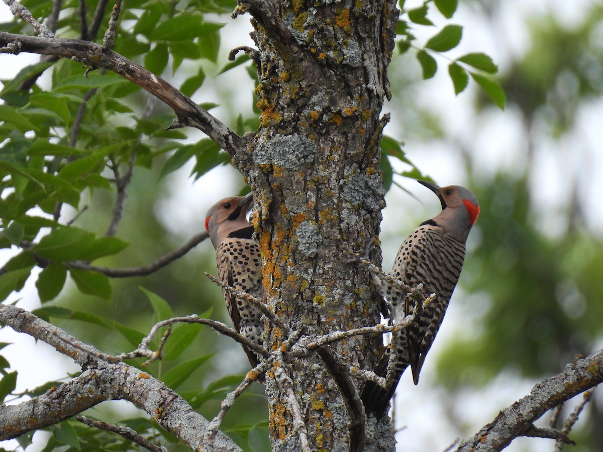 Northern Flicker - ML621290977