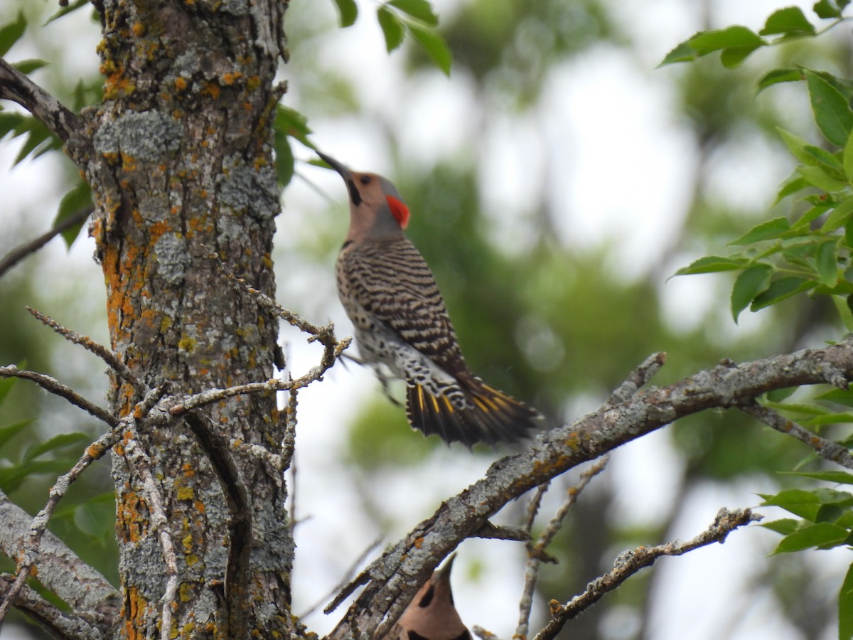 Northern Flicker - ML621290978