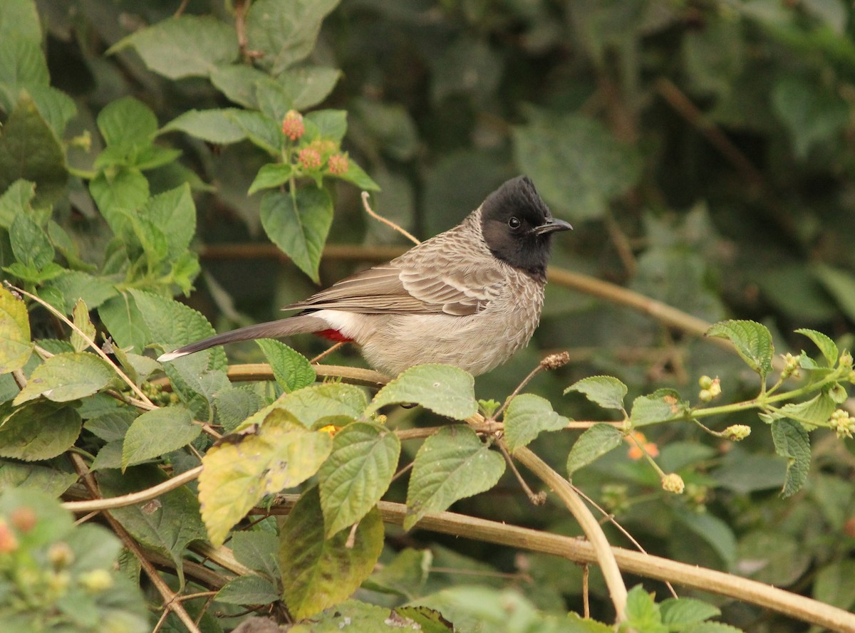 Red-vented Bulbul - ML621290985
