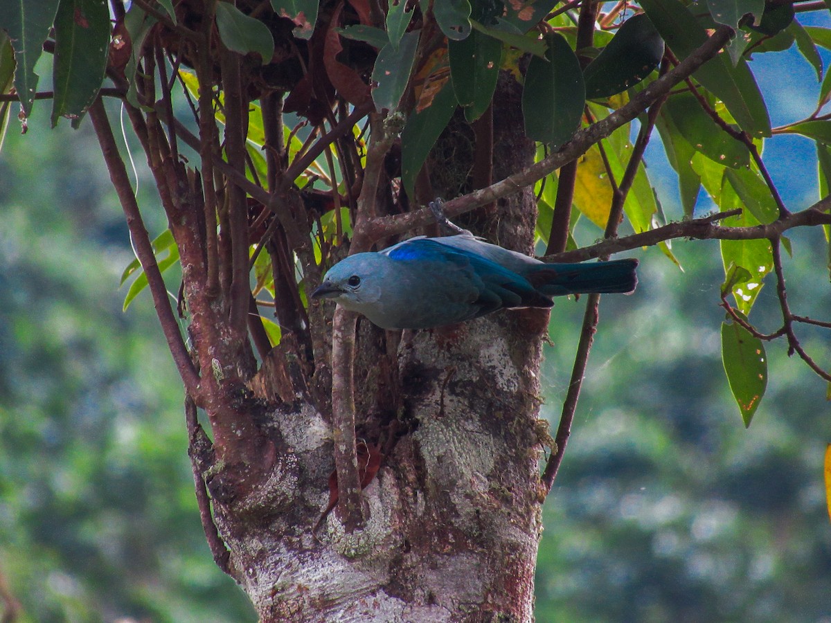 Blue-gray Tanager - ML621290988