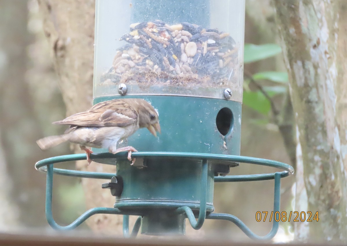 House Sparrow - ML621290991