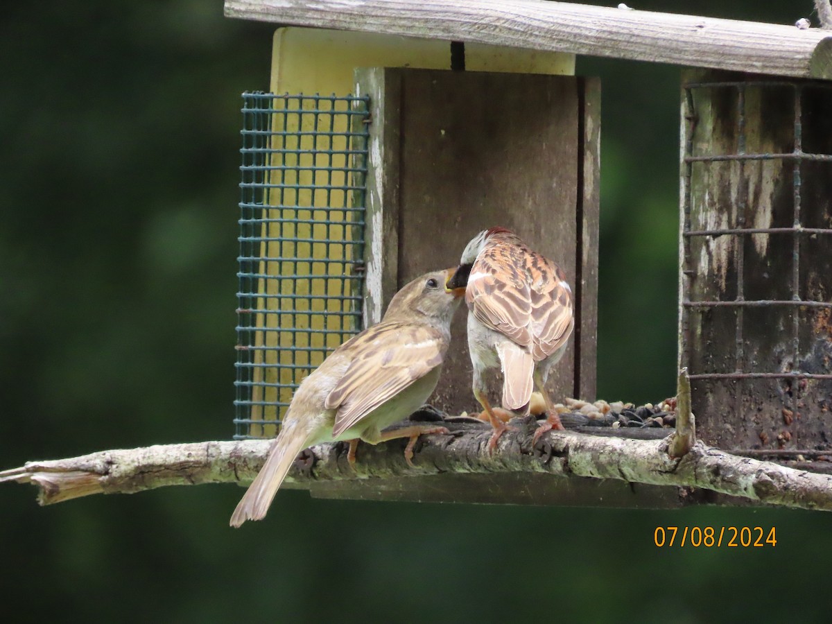 House Sparrow - ML621290992