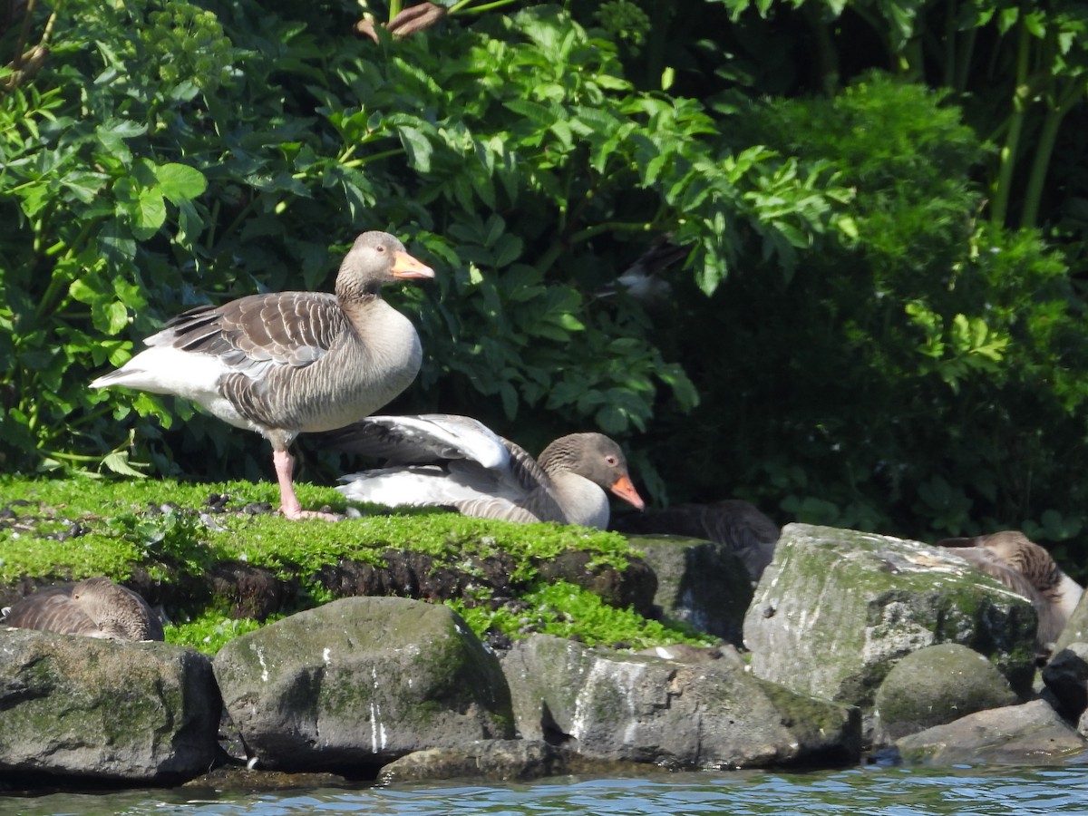 Graylag Goose - ML621291005