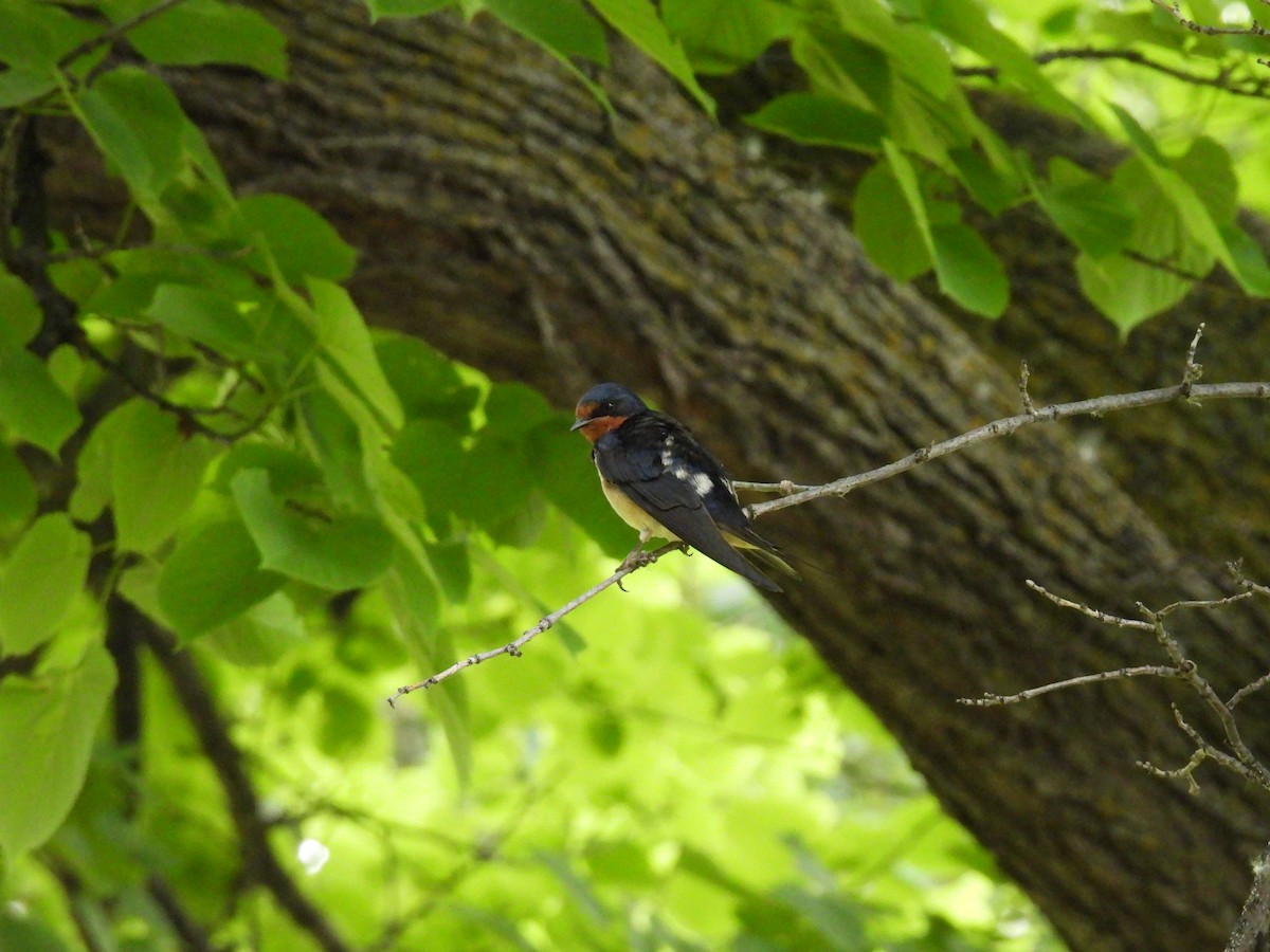 Barn Swallow - ML621291025