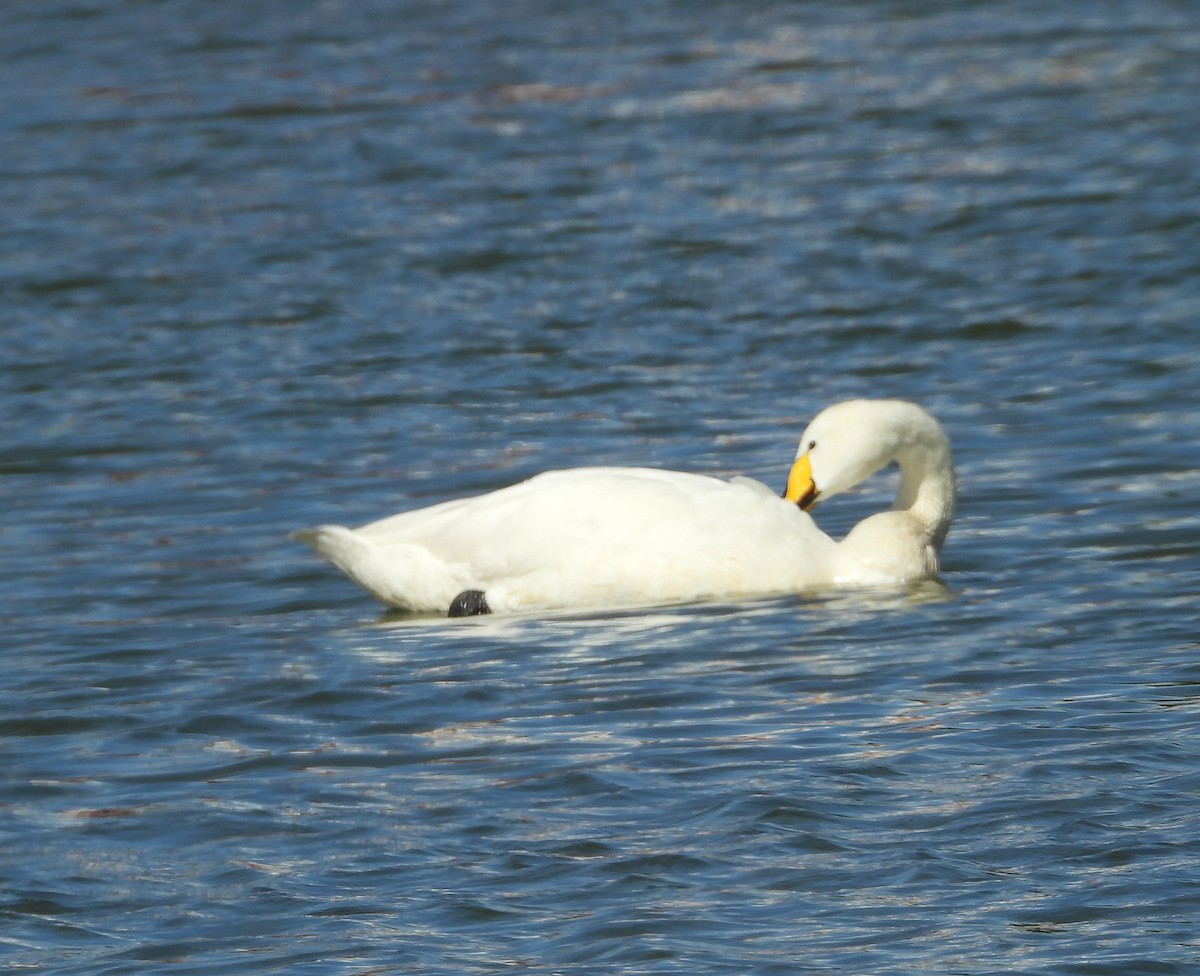 Whooper Swan - ML621291037