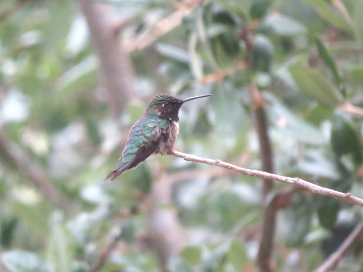 Ruby-throated Hummingbird - ML621291048