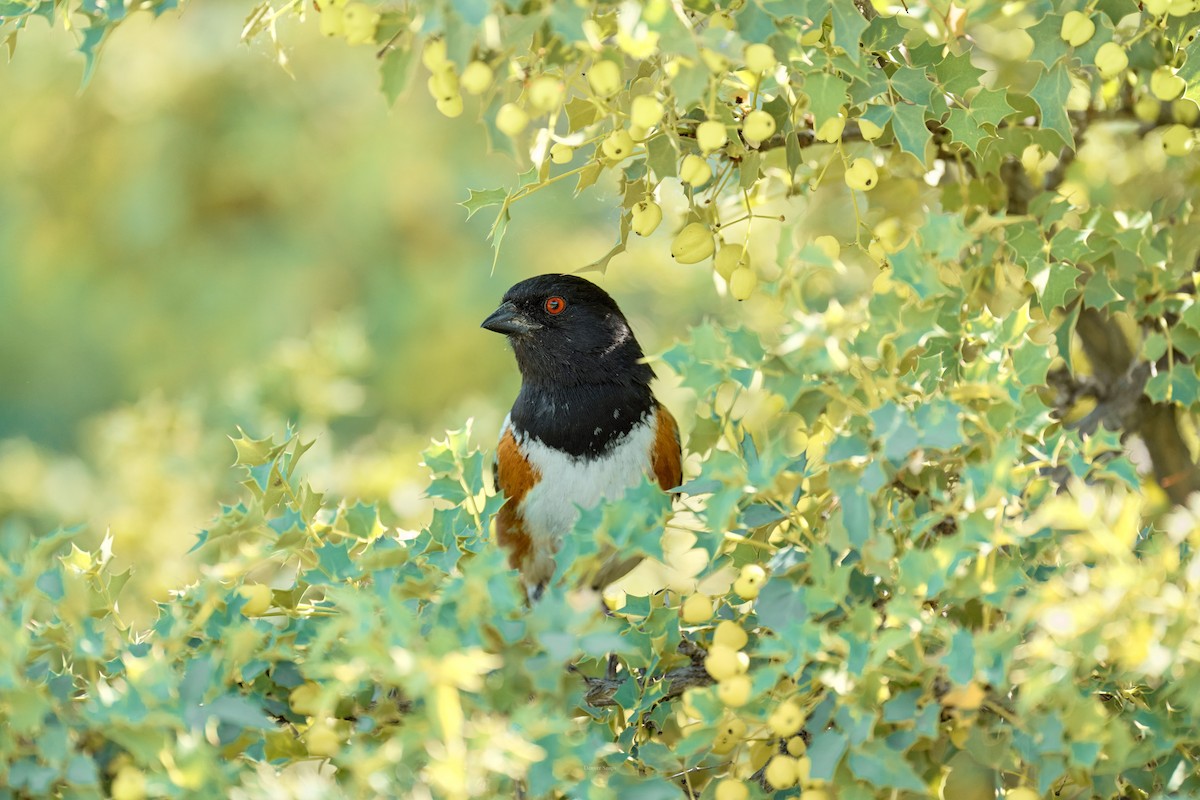 Spotted/Eastern Towhee (Rufous-sided Towhee) - ML621291051