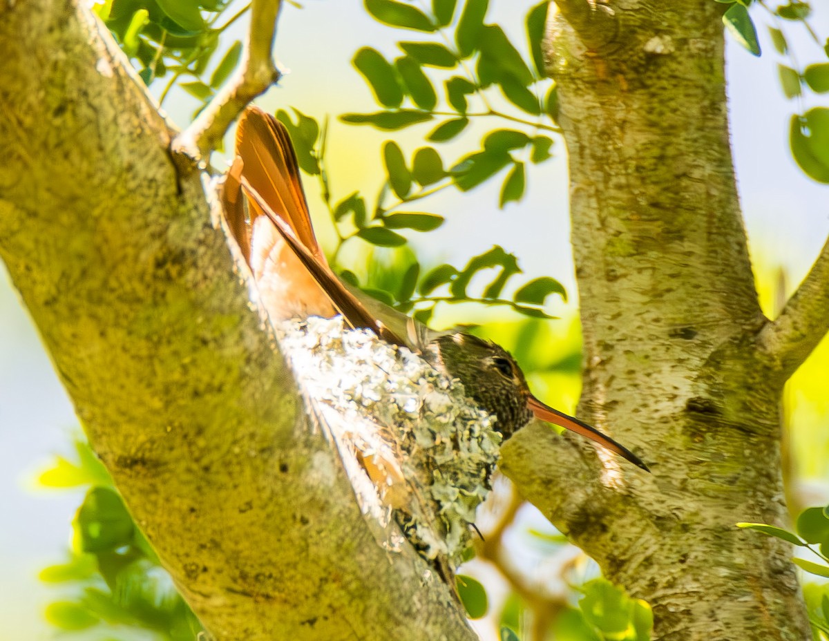 kolibřík yukatanský - ML621291061
