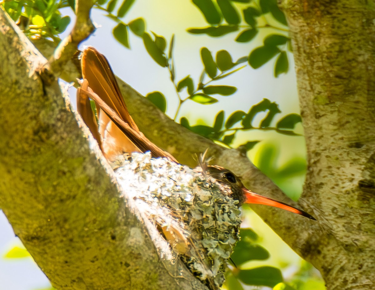 kolibřík yukatanský - ML621291062