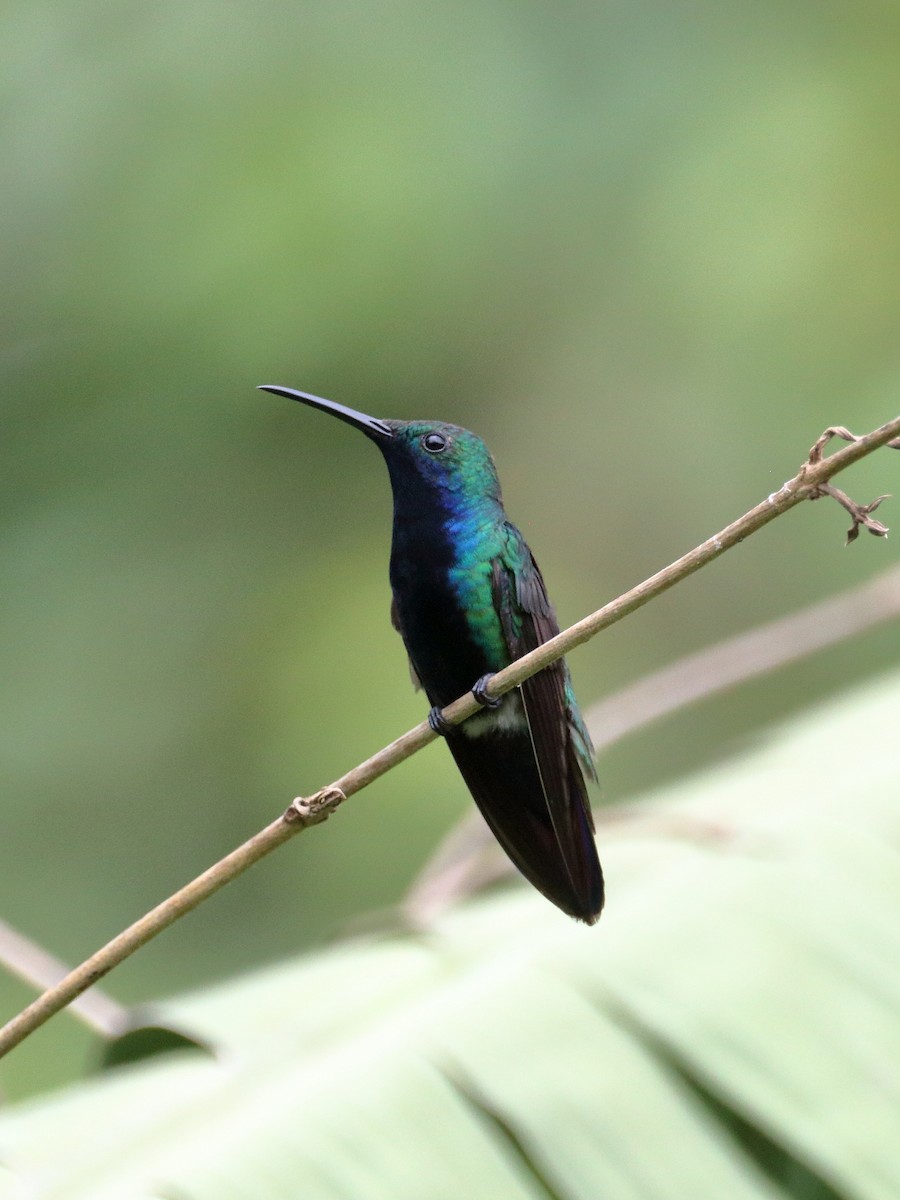kolibřík tropický - ML621291068