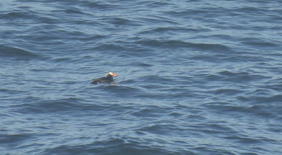 Tufted Puffin - ML621291111