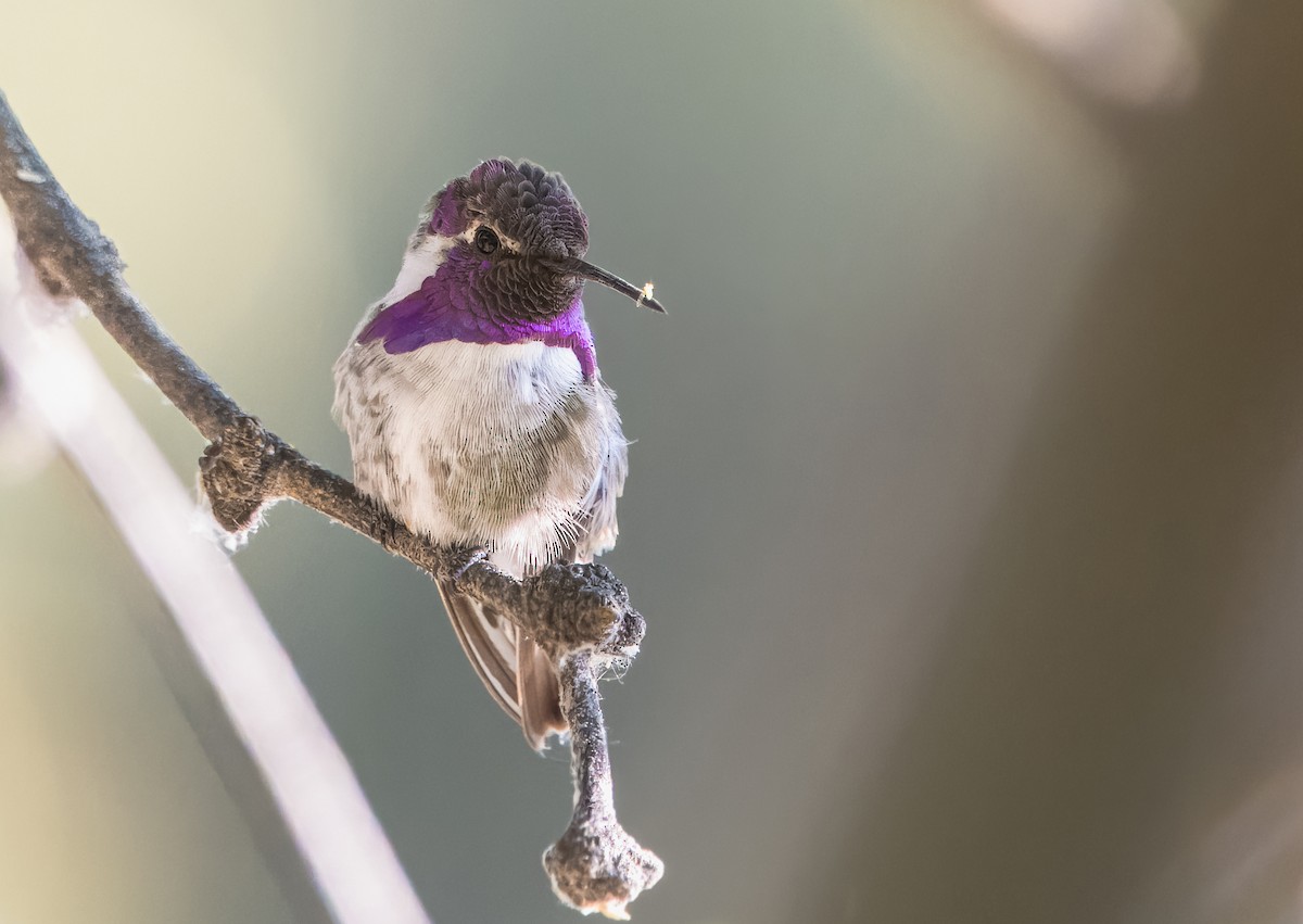 Costa's Hummingbird - ML621291120