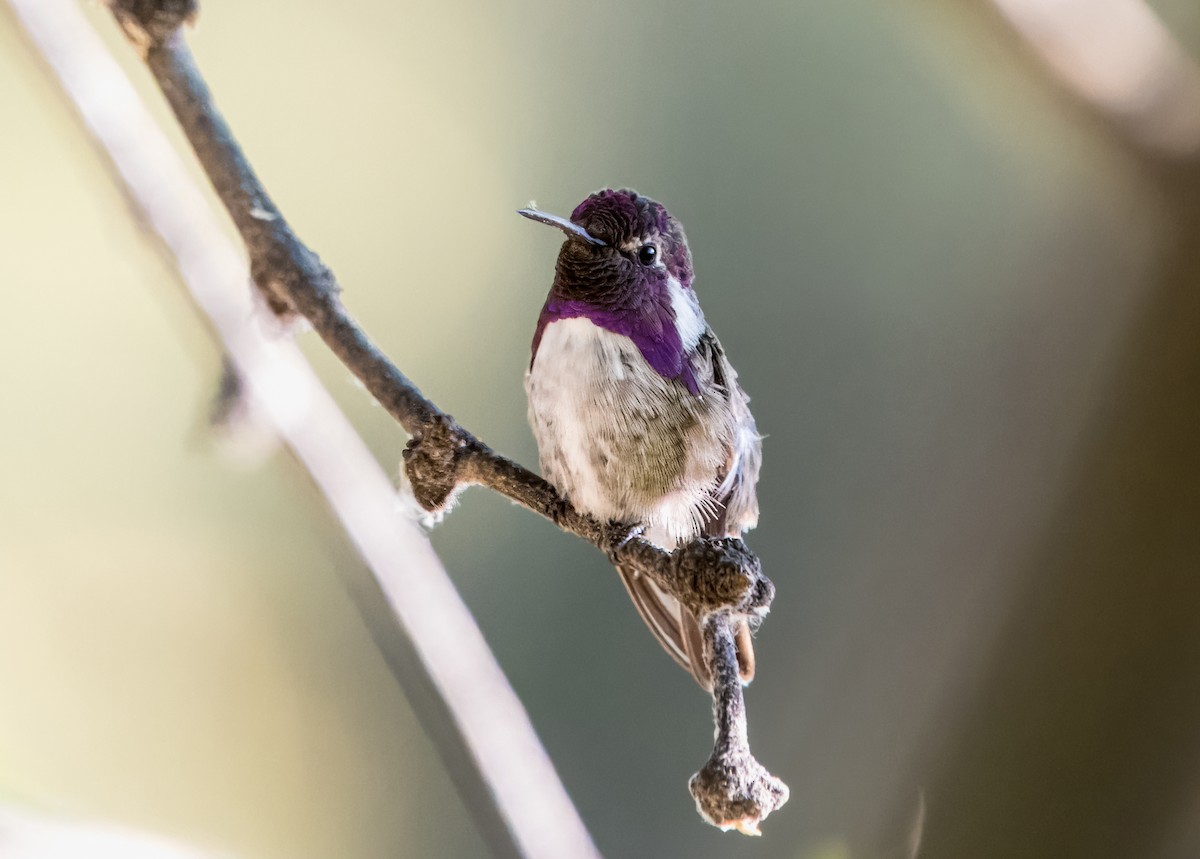 Costa's Hummingbird - ML621291123