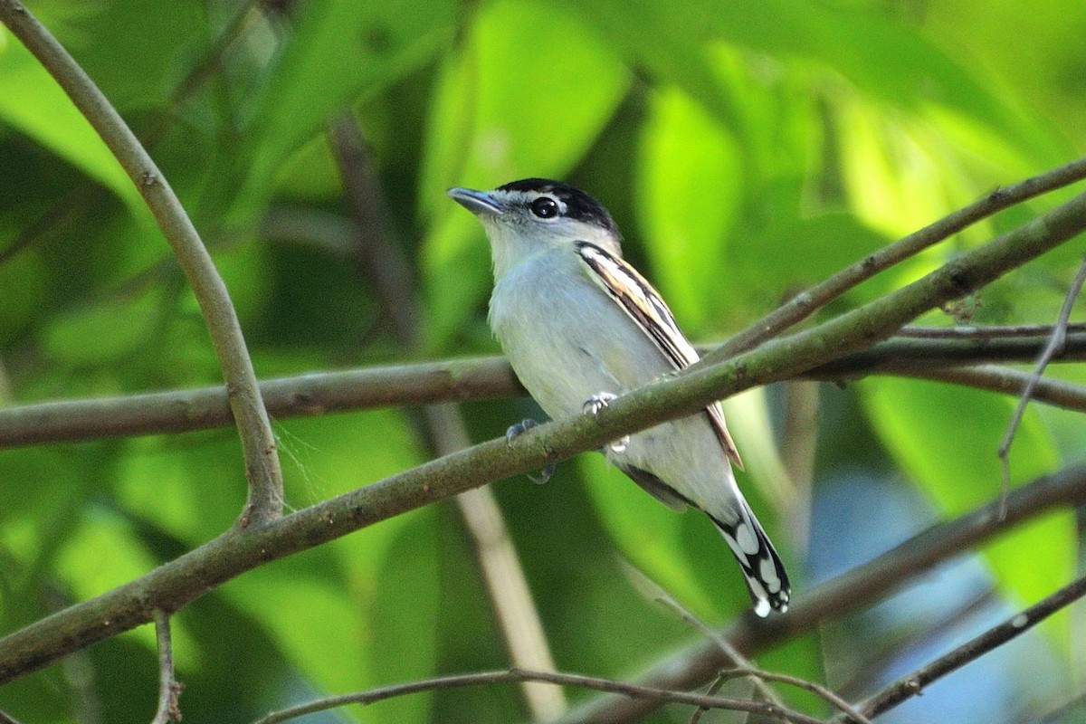 Black-capped Becard - Guilherme Serpa