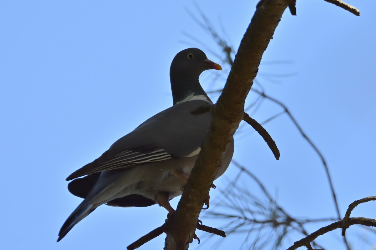 Common Wood-Pigeon - ML621291221
