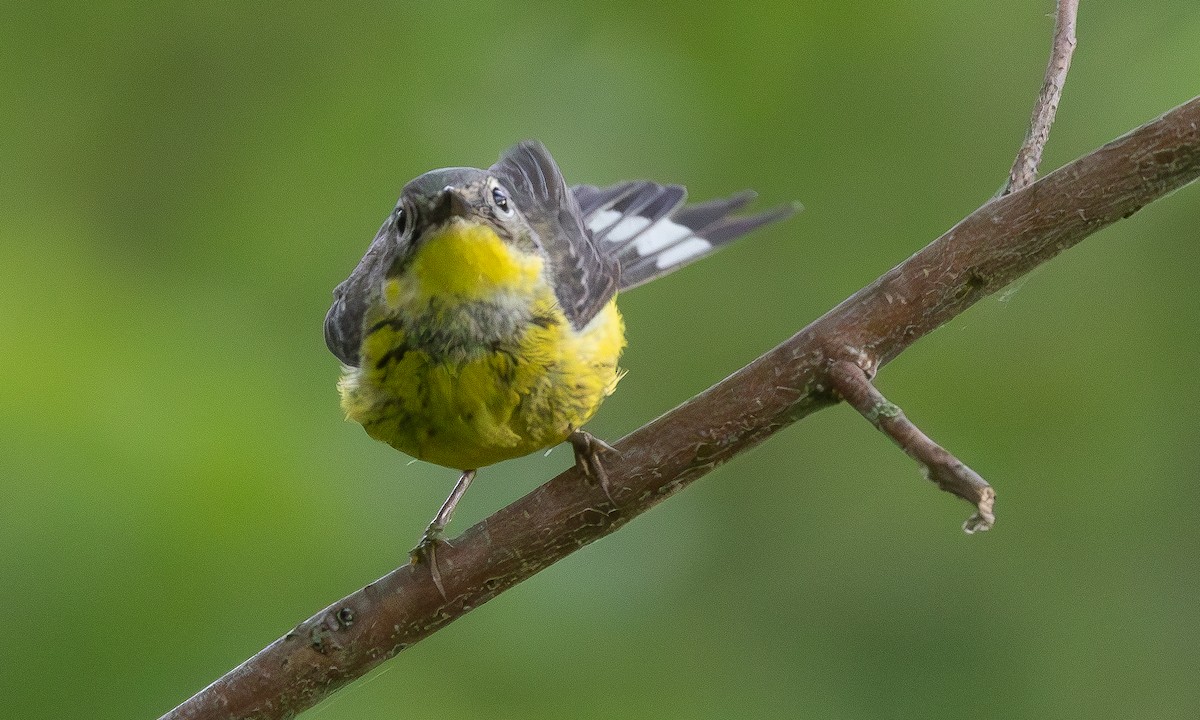 Magnolia Warbler - ML621291230