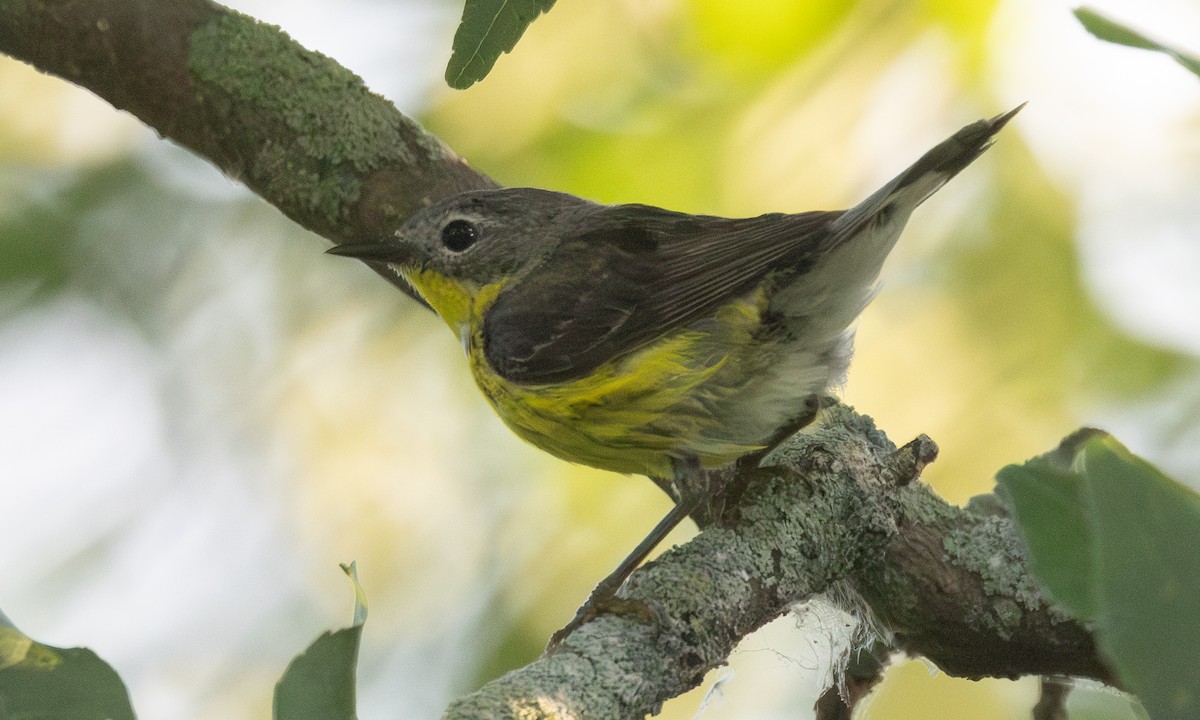 Magnolia Warbler - ML621291232