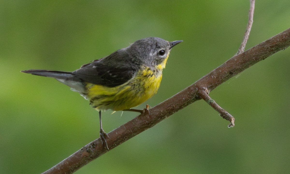 Magnolia Warbler - Chris Wood