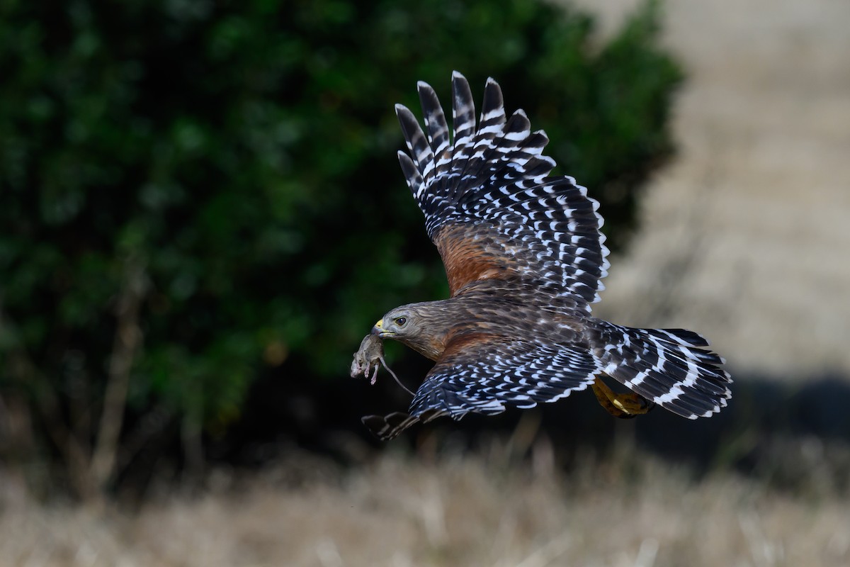 Red-shouldered Hawk - Mike Beggs