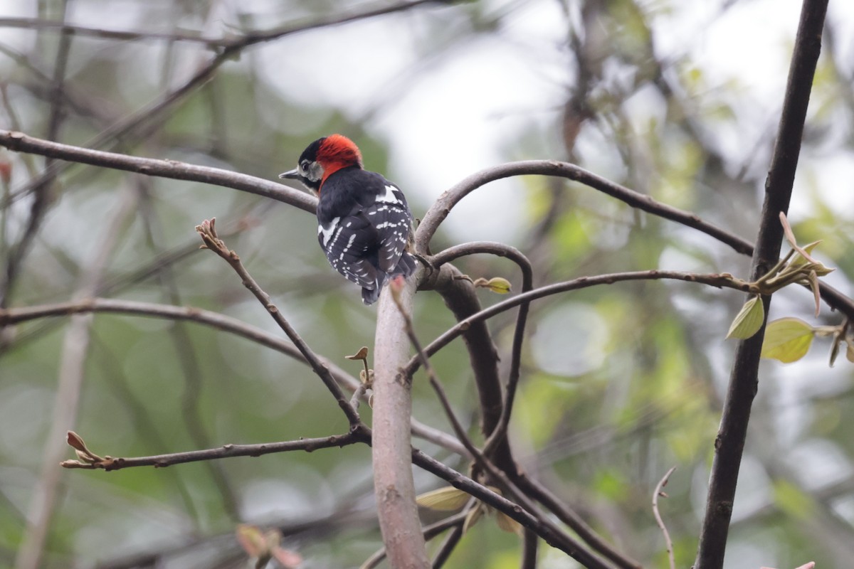 Crimson-naped Woodpecker - ML621291289