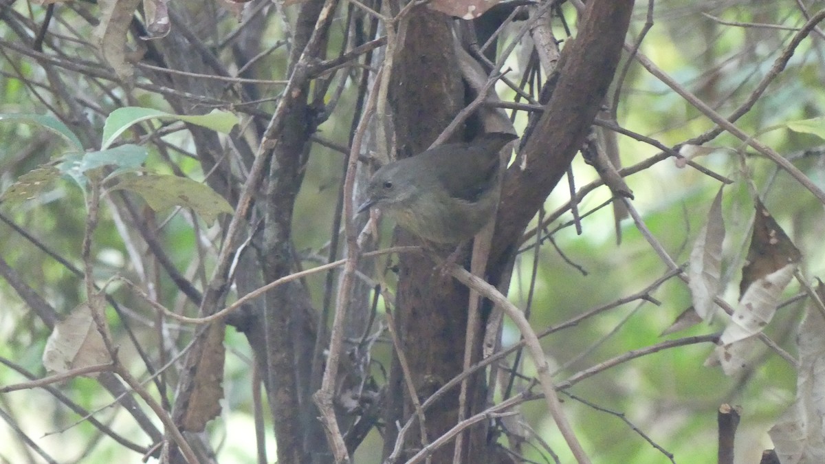 Tasmanian Scrubwren - ML621291300