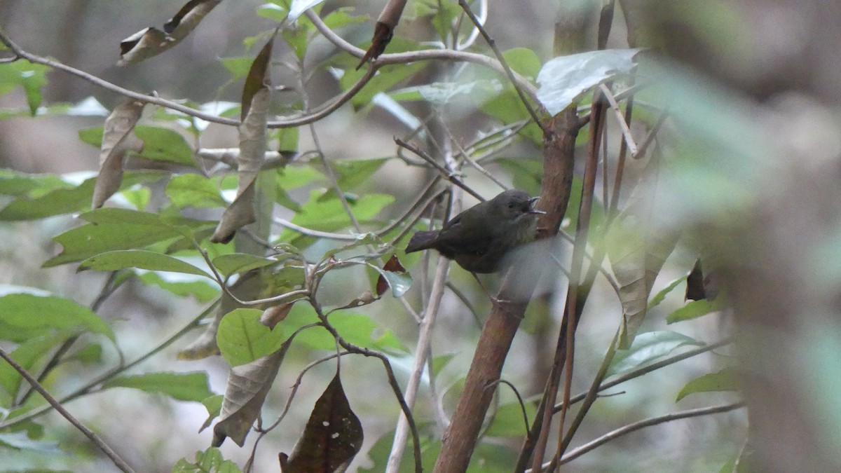 Tasmanian Scrubwren - ML621291301