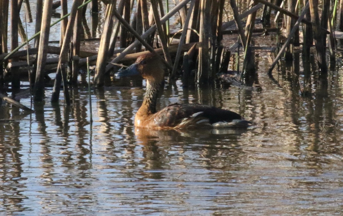 Fulvous Whistling-Duck - ML621291384