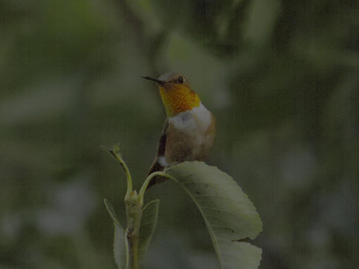 Rufous Hummingbird - ML621291389