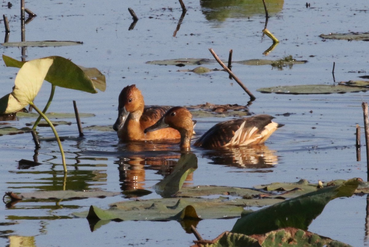 Fulvous Whistling-Duck - ML621291390