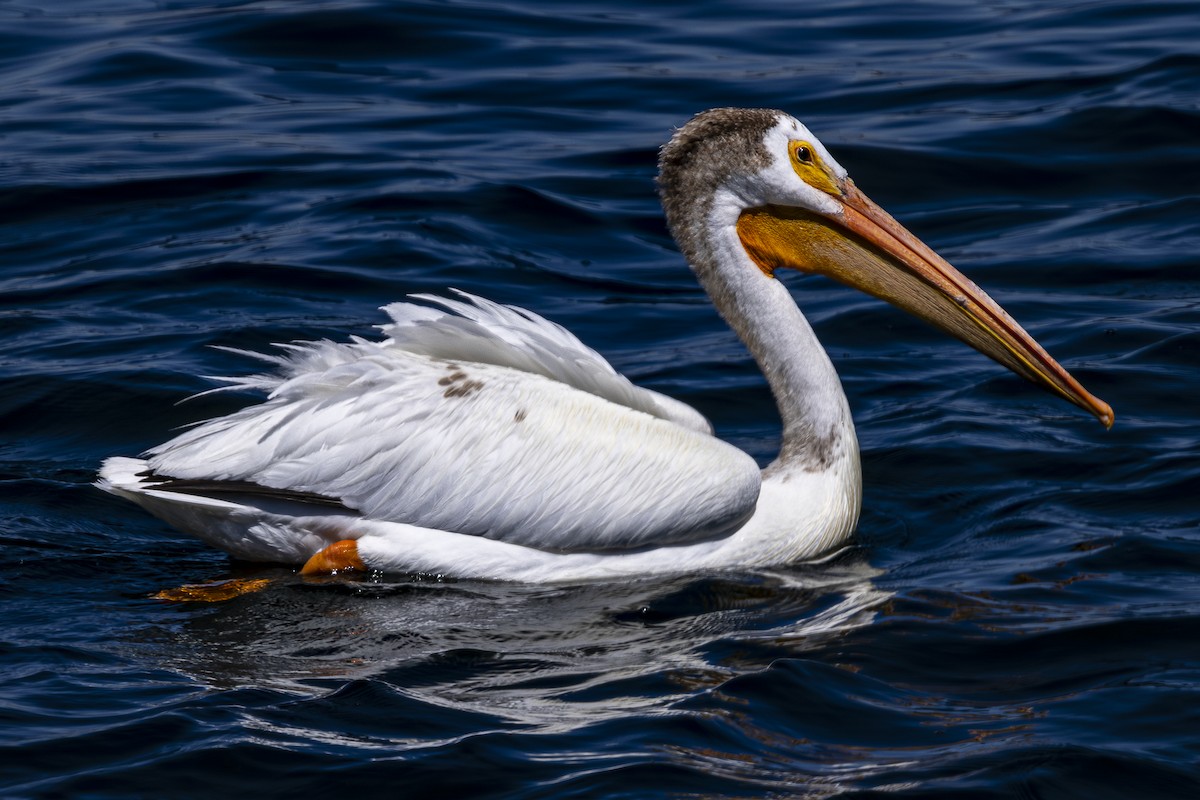 pelikán severoamerický - ML621291428
