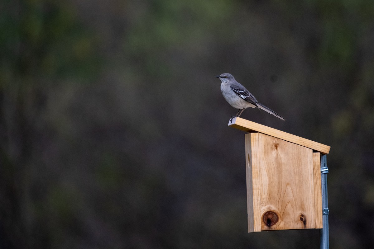 Northern Mockingbird - ML621291453