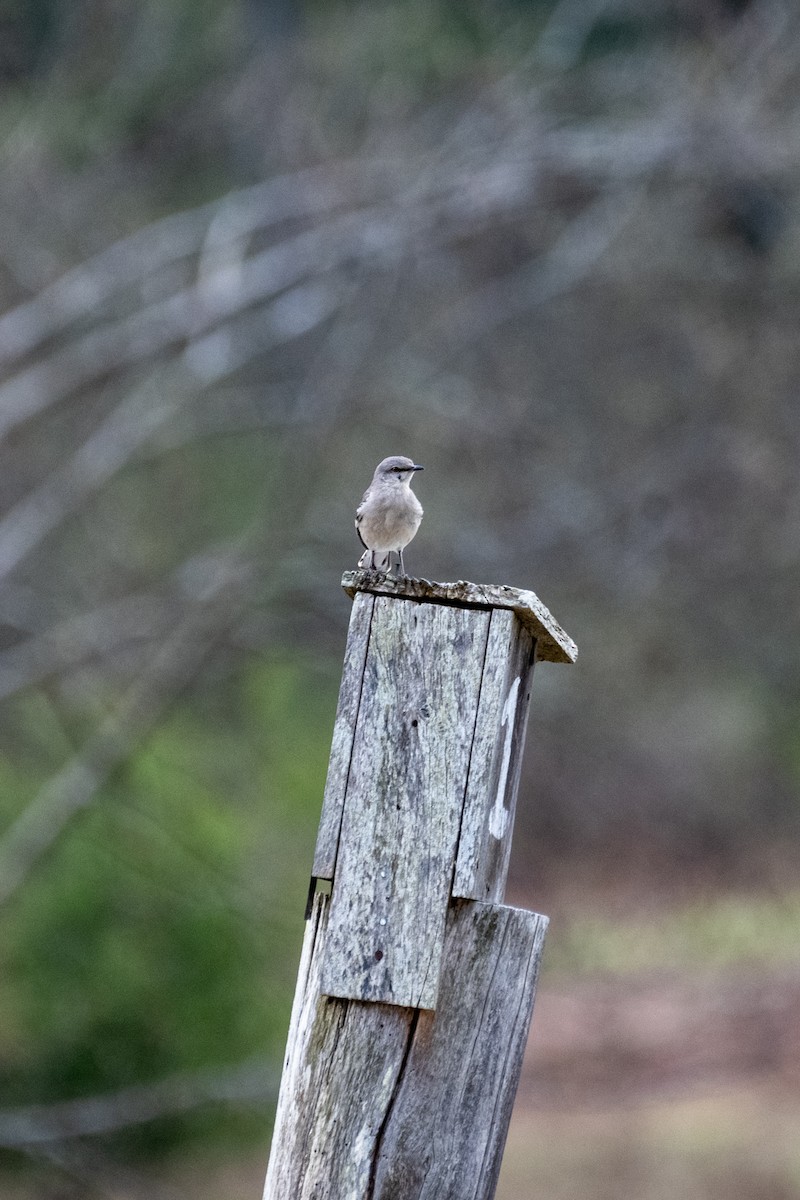 Northern Mockingbird - ML621291454