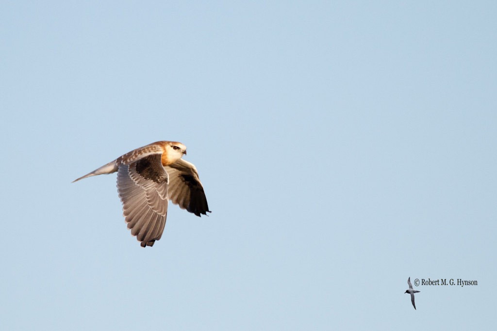 Black-shouldered Kite - ML621291458