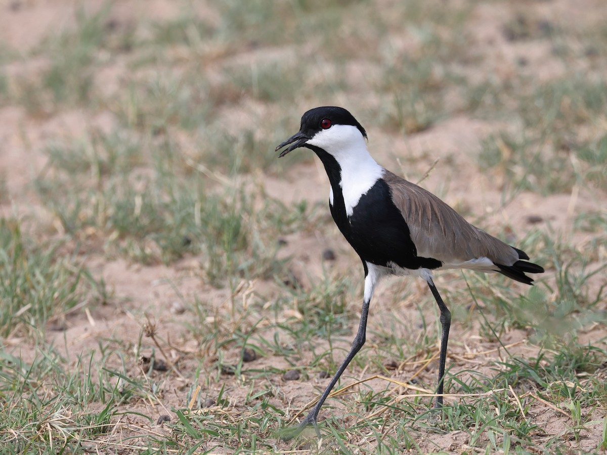 Spur-winged Lapwing - ML621291461