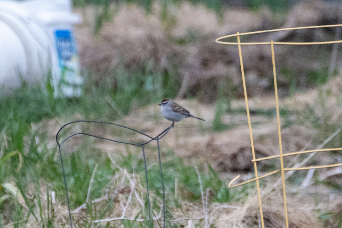 Chipping Sparrow - ML621291470