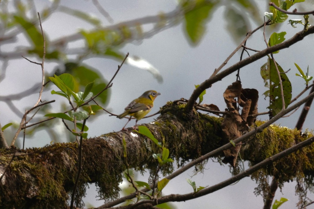 Black-eared Shrike-Babbler - ML621291472