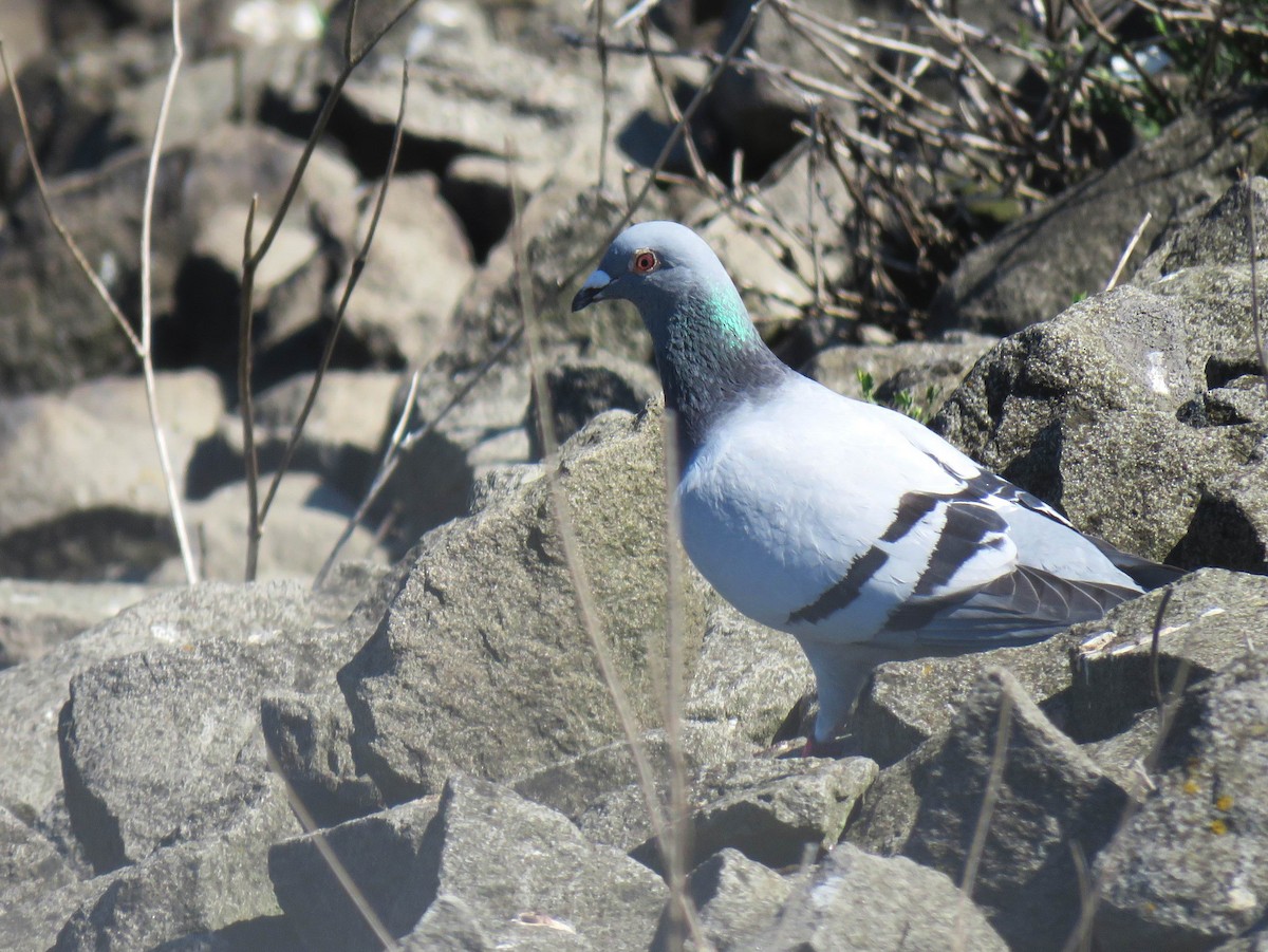 Rock Pigeon (Feral Pigeon) - ML621291500