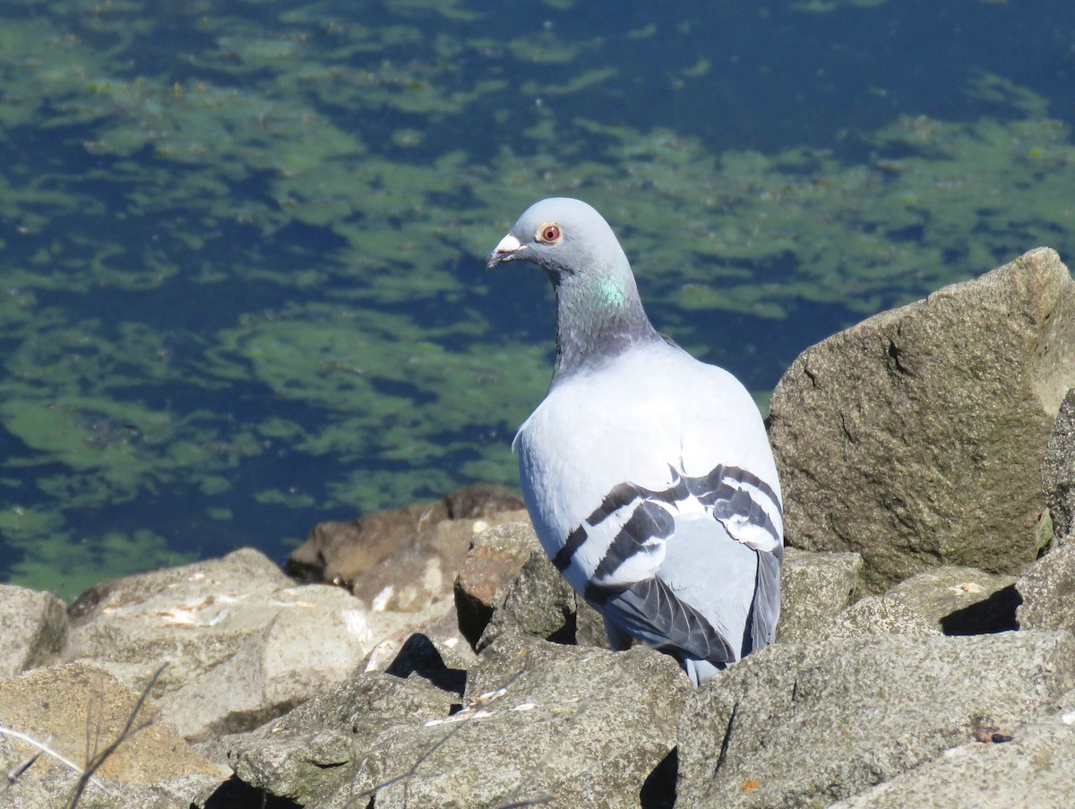 Rock Pigeon (Feral Pigeon) - ML621291504