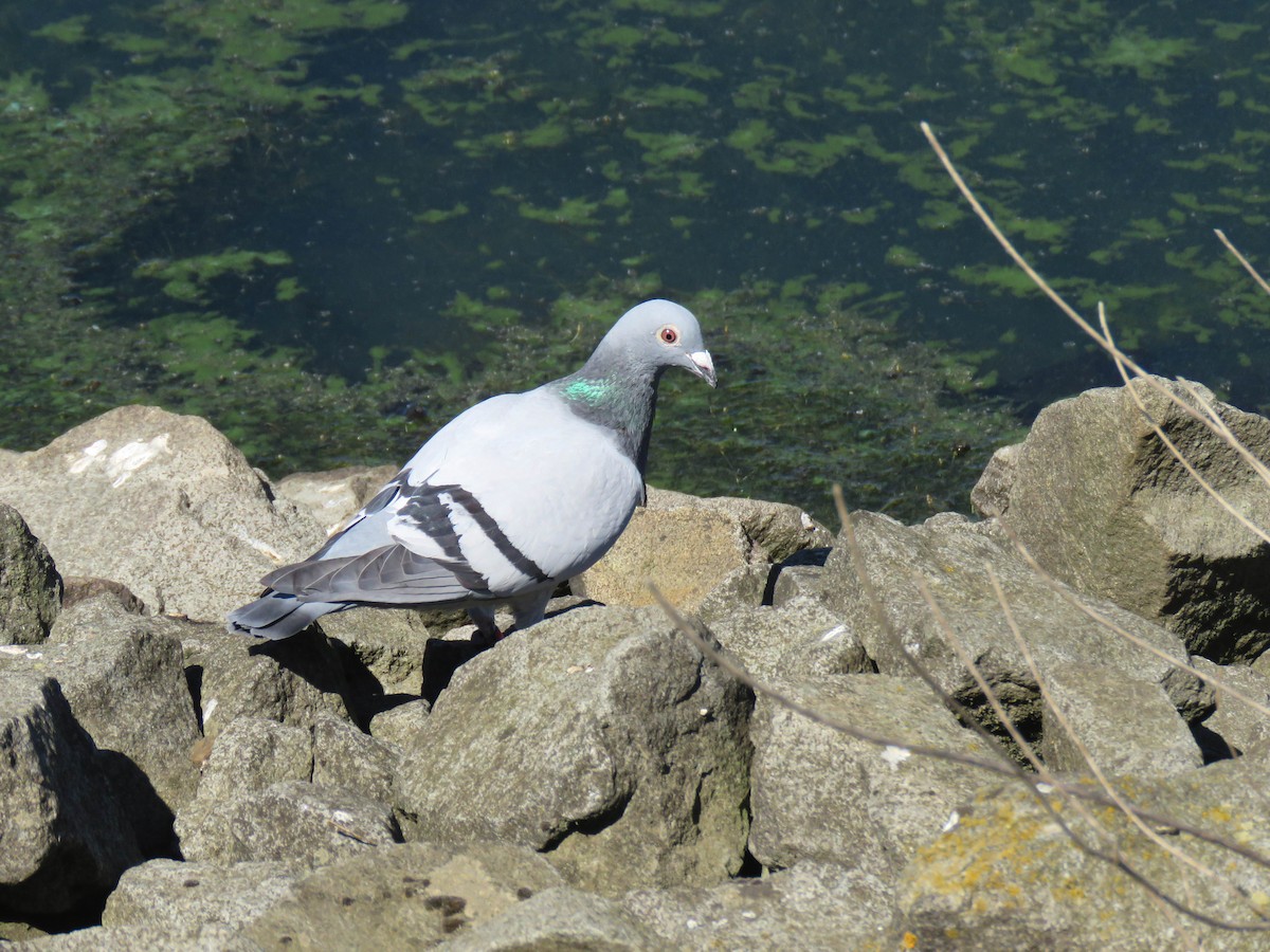 Rock Pigeon (Feral Pigeon) - ML621291509