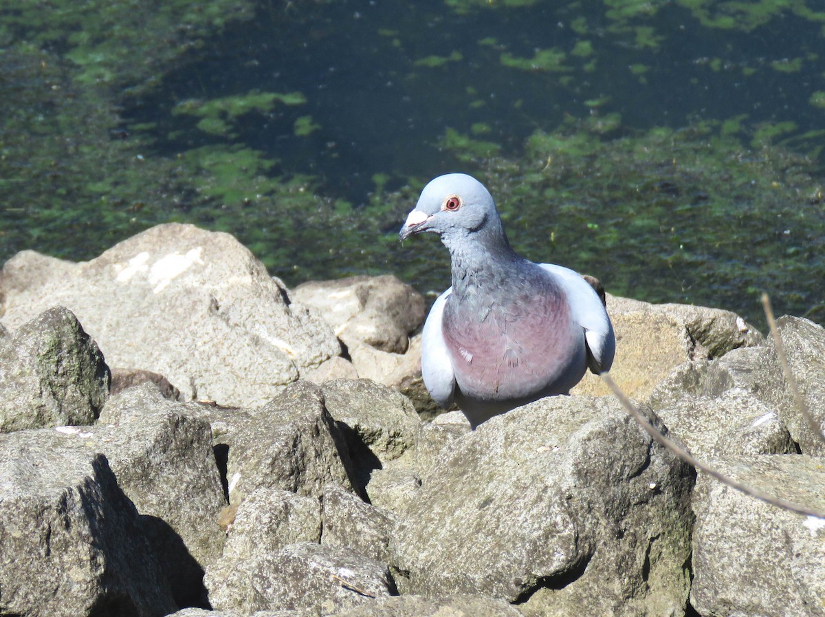 Rock Pigeon (Feral Pigeon) - ML621291513