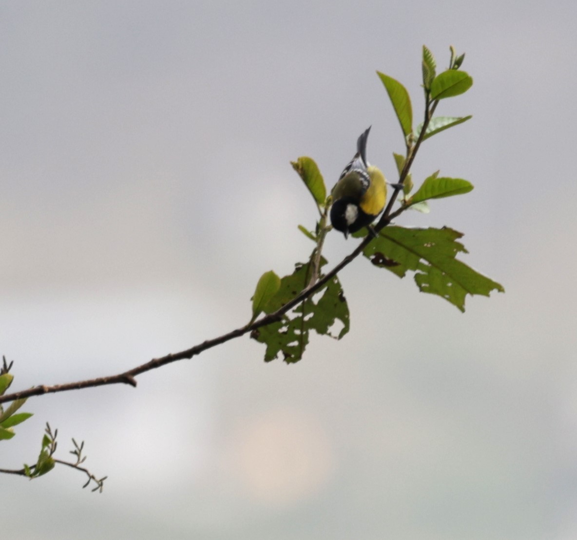 Green-backed Tit - ML621291522