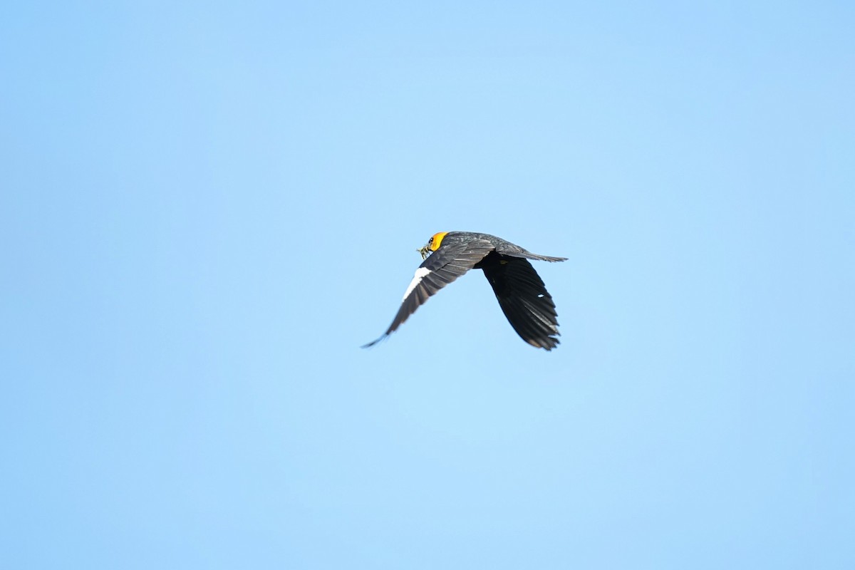Yellow-headed Blackbird - ML621291546