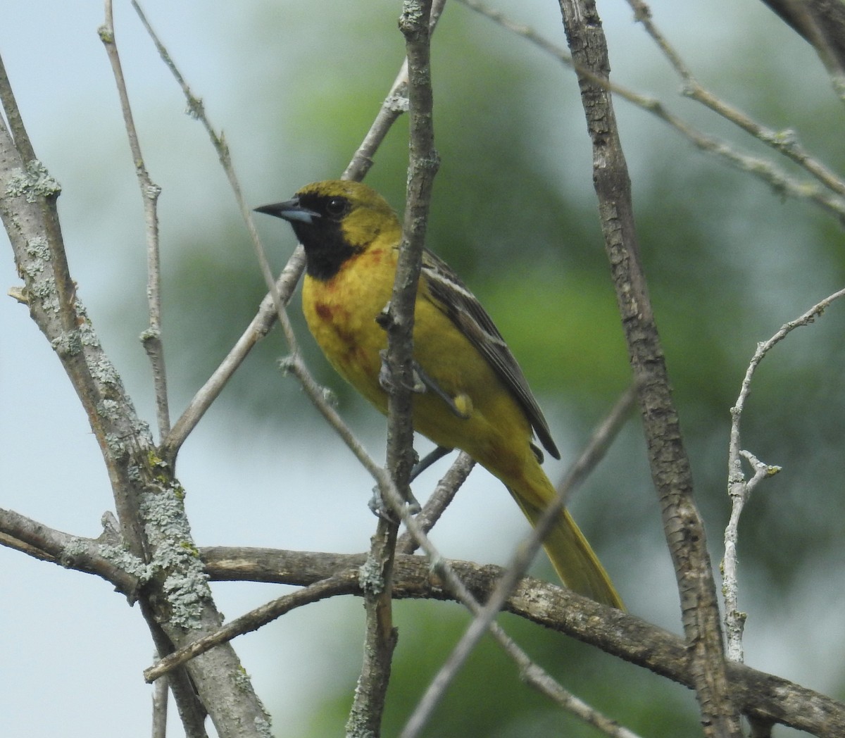 Orchard Oriole - ML621291609