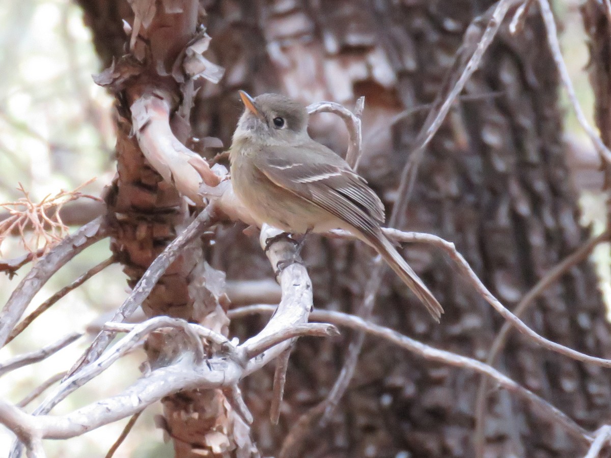 Pine Flycatcher - ML621291634