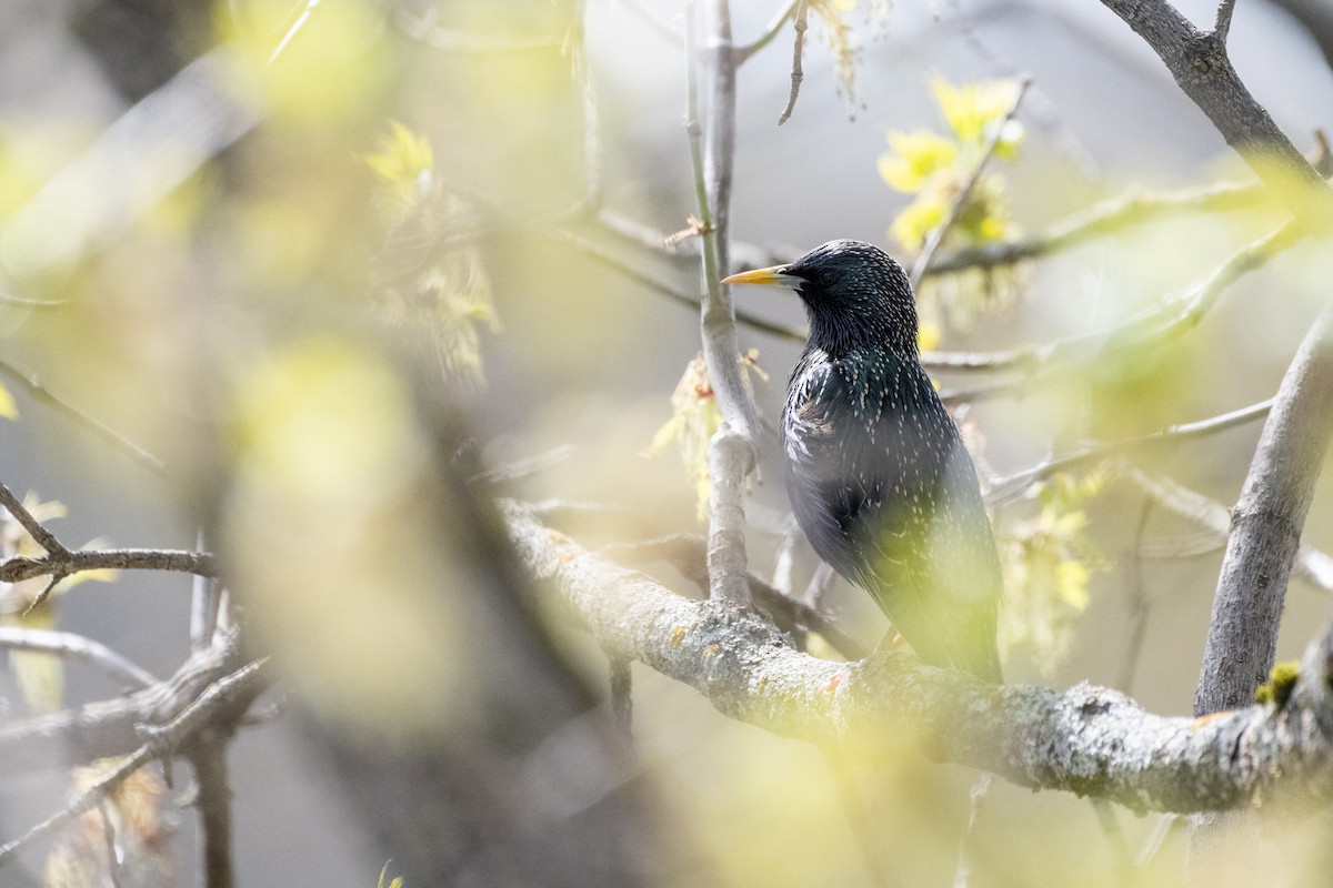 European Starling - ML621291644