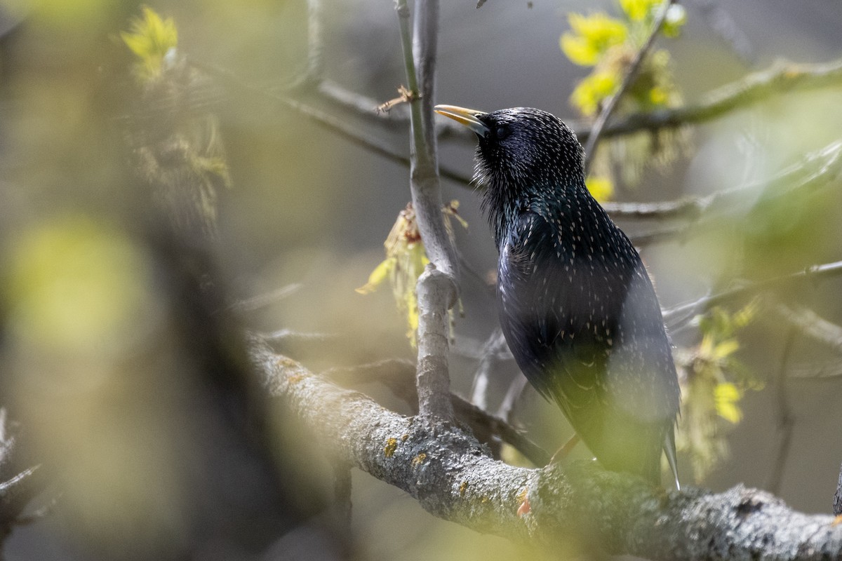 European Starling - ML621291645