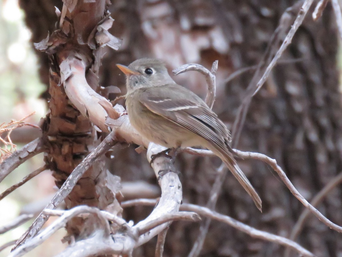 Pine Flycatcher - ML621291649