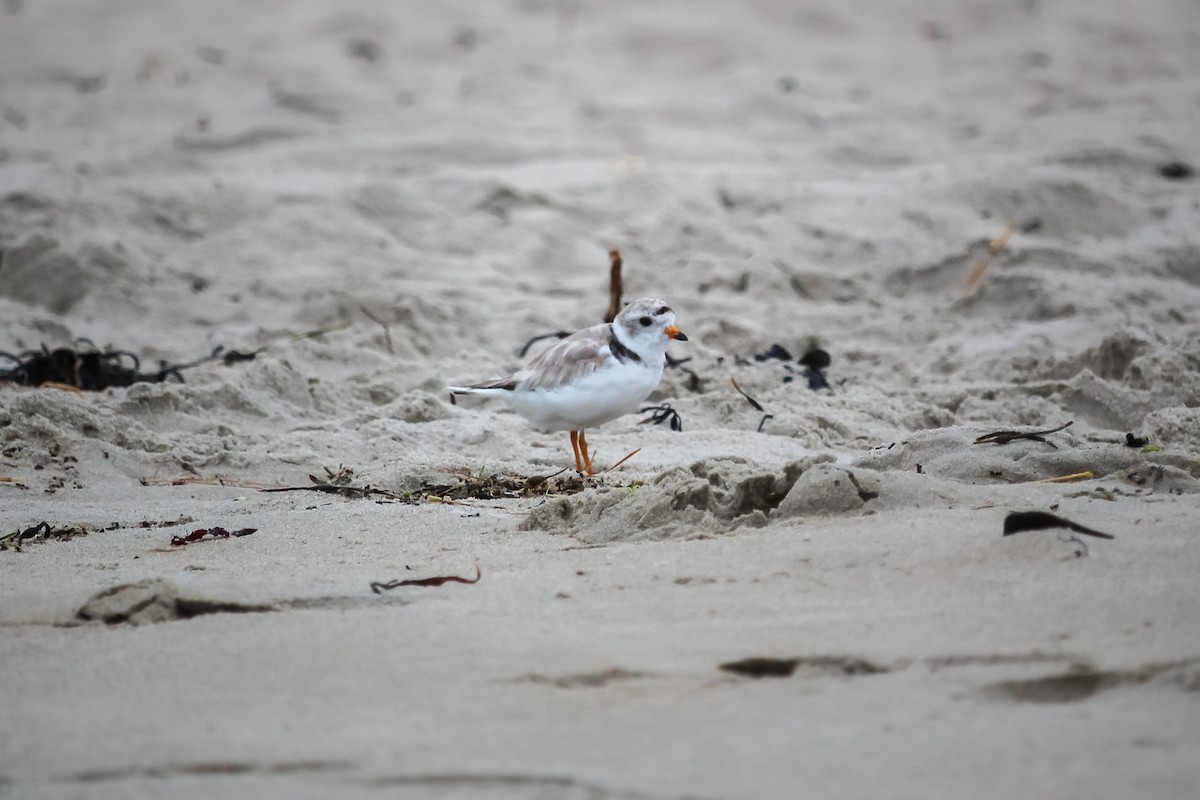 Piping Plover - ML621291671