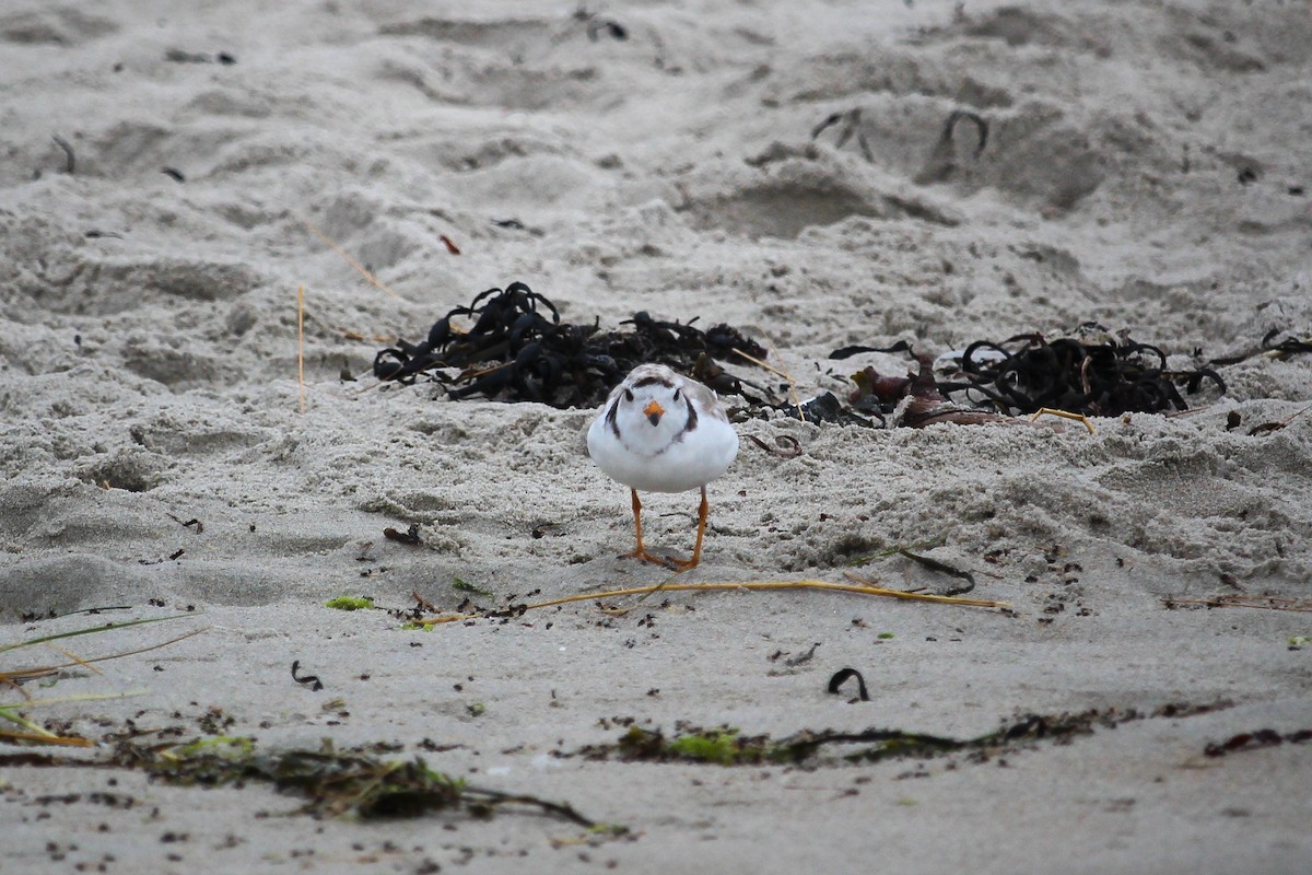 Piping Plover - ML621291672