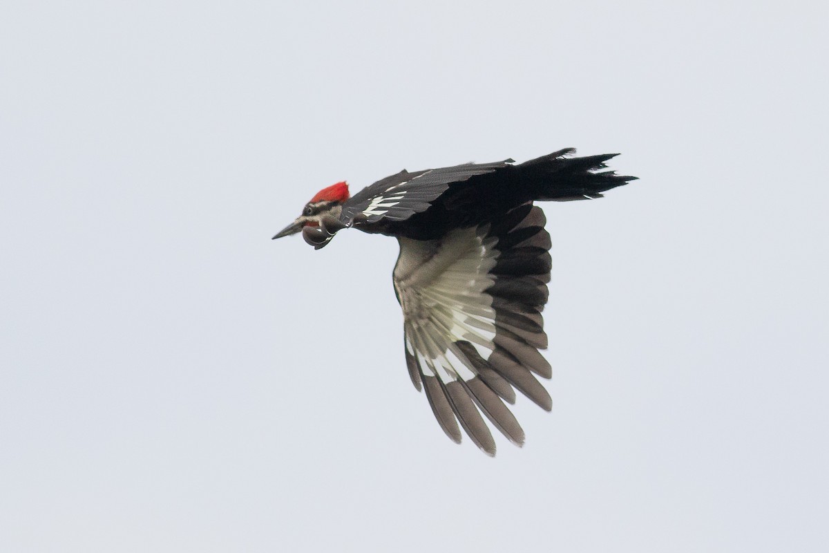 Pileated Woodpecker - ML621291678